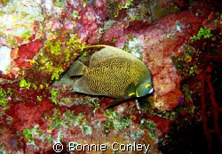 French Angelfish seen in Grand Cayman August 2008.  Photo... by Bonnie Conley 
